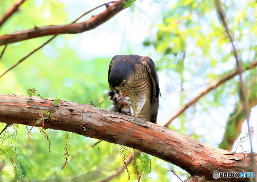 ツミさんの食事中。