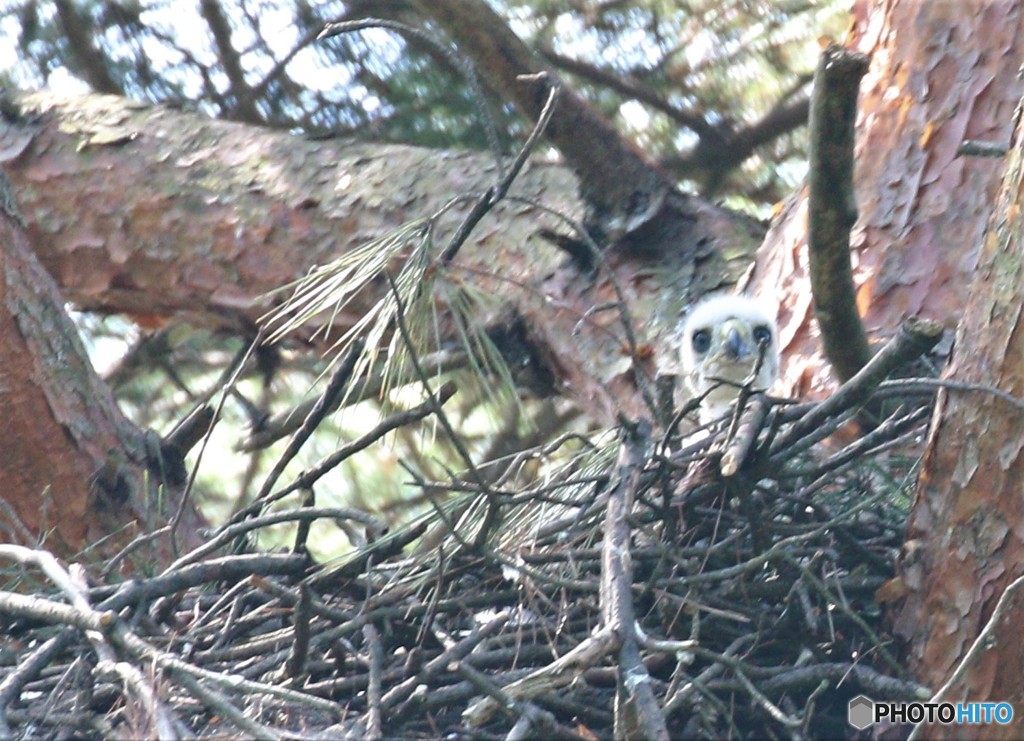 オオタカさんの雛。