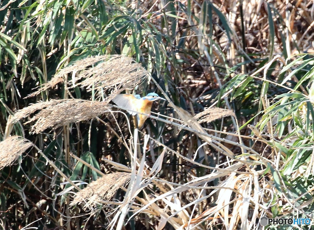 カワセミさん。