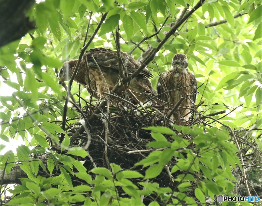 オオタカさんの幼鳥。