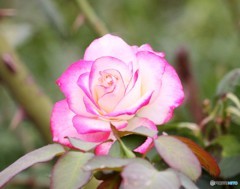 ９月１６日②