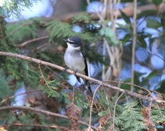 リュウキュウサンショウクイさん。