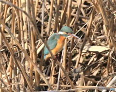 カワセミさん。