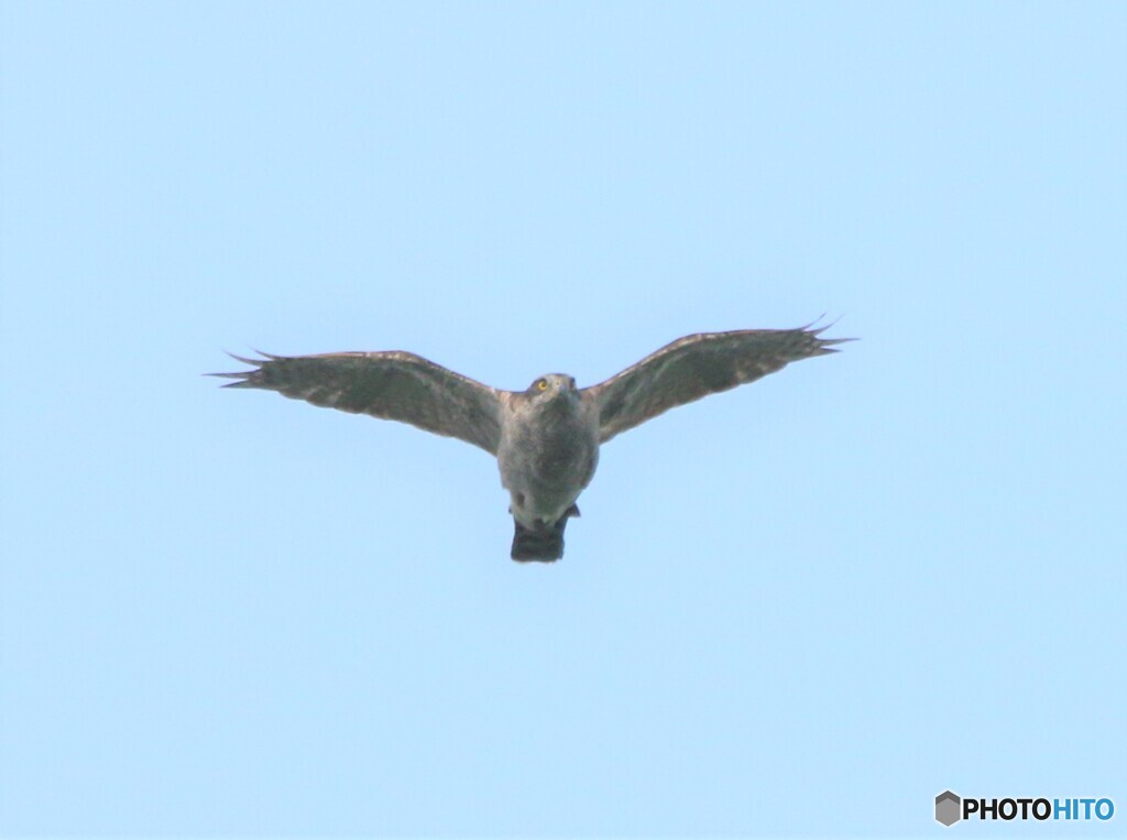 オオタカさん。