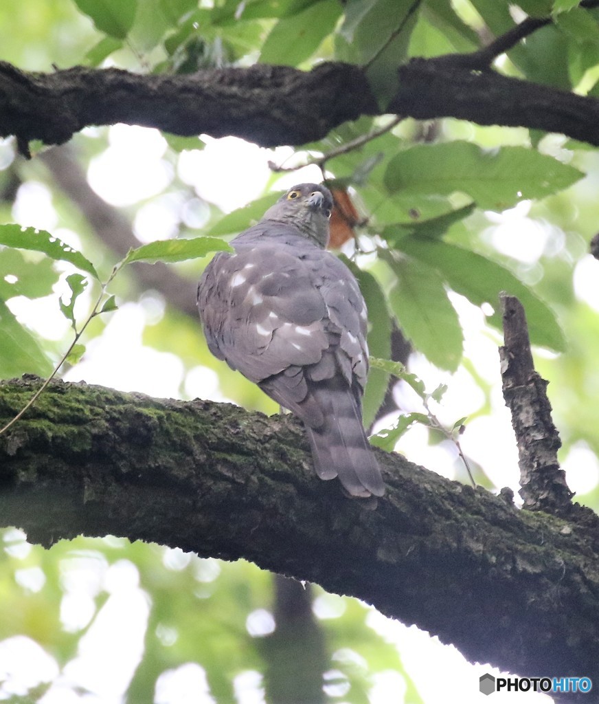 見返り美人さん。