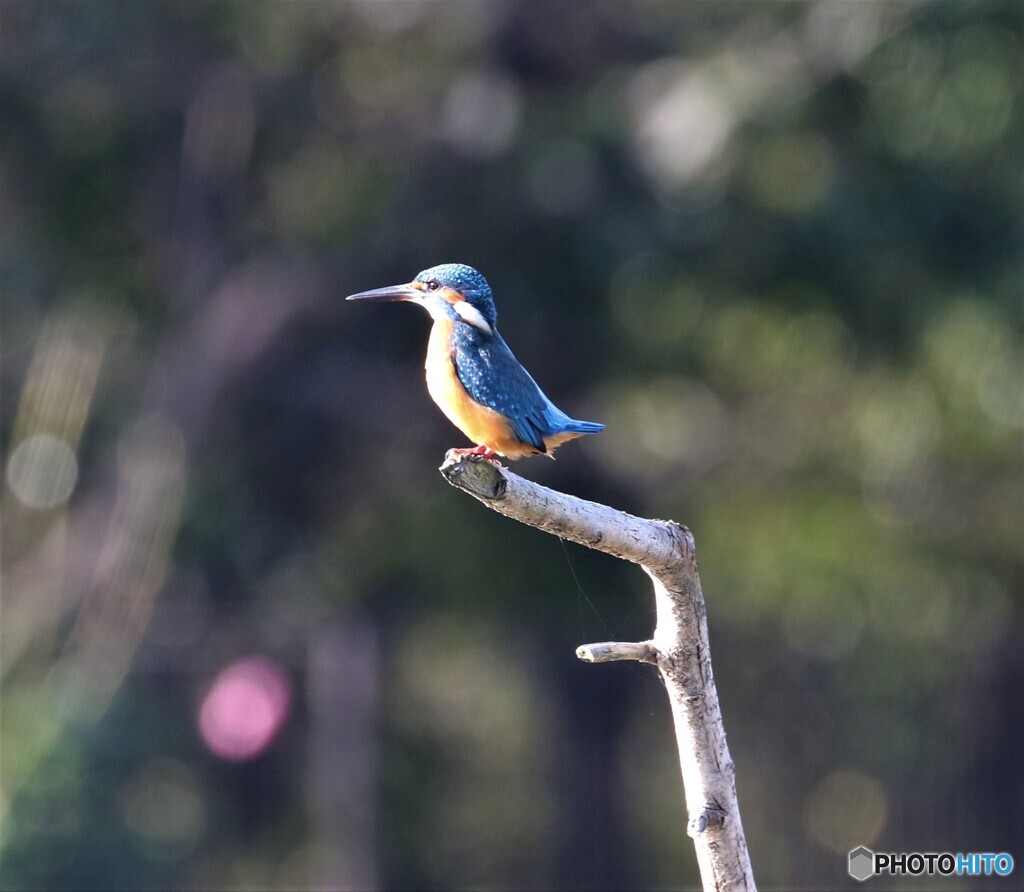 カワセミさん。