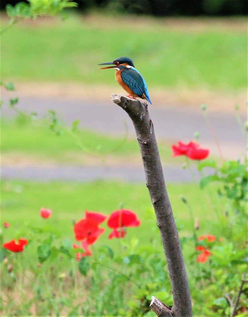 カワセミさんと残りポピー③