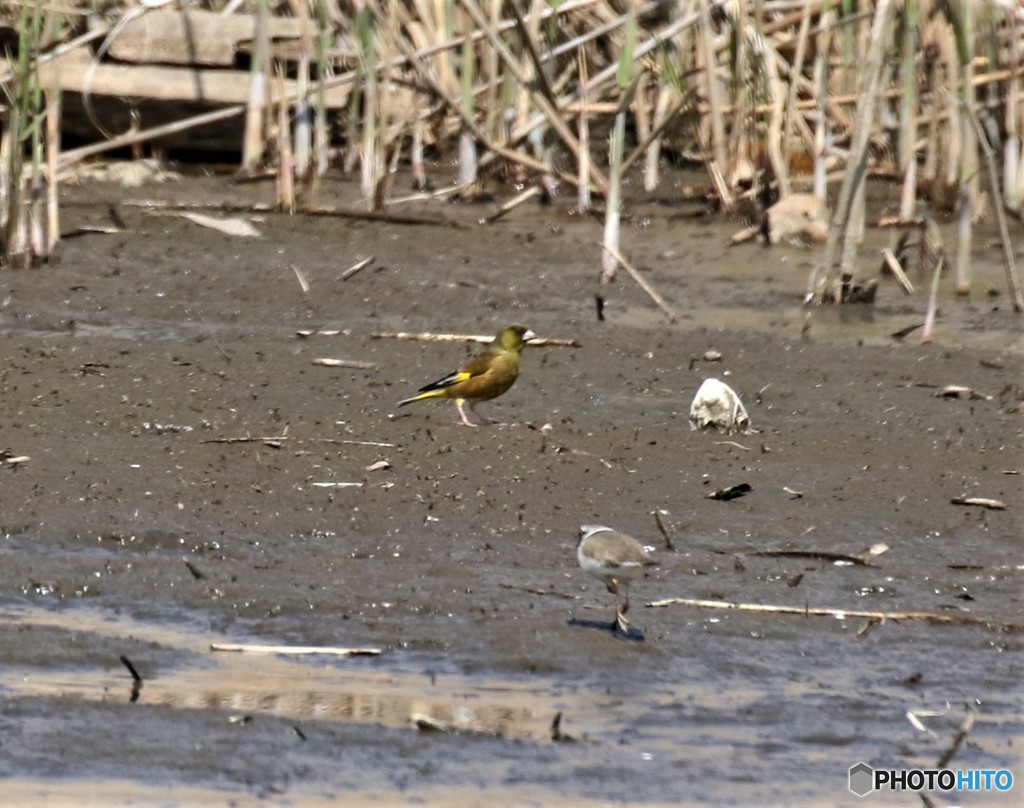 カワラヒワさんとコチドリさん。
