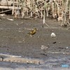 カワラヒワさんとコチドリさん。