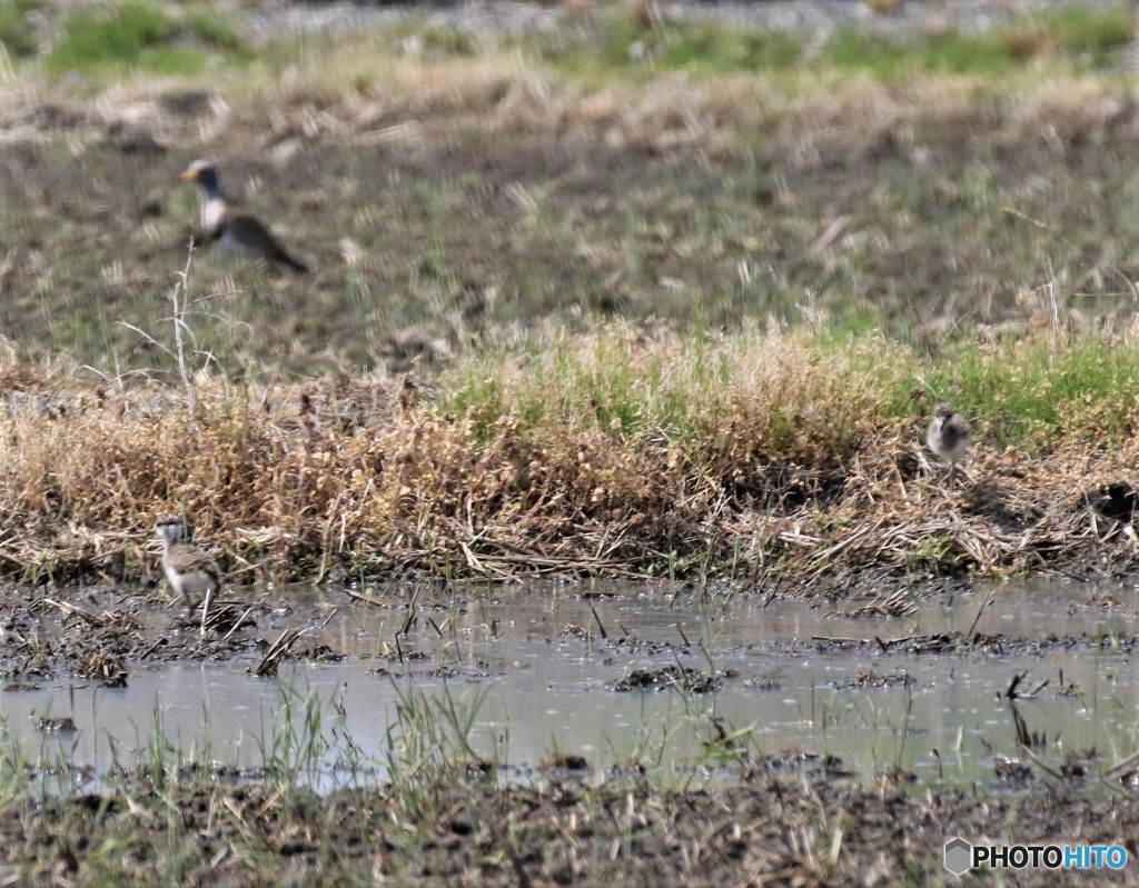 ケリさんの親子。