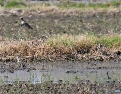 ケリさんの親子。