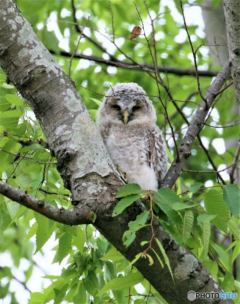 フクロウ２兄弟・１番子