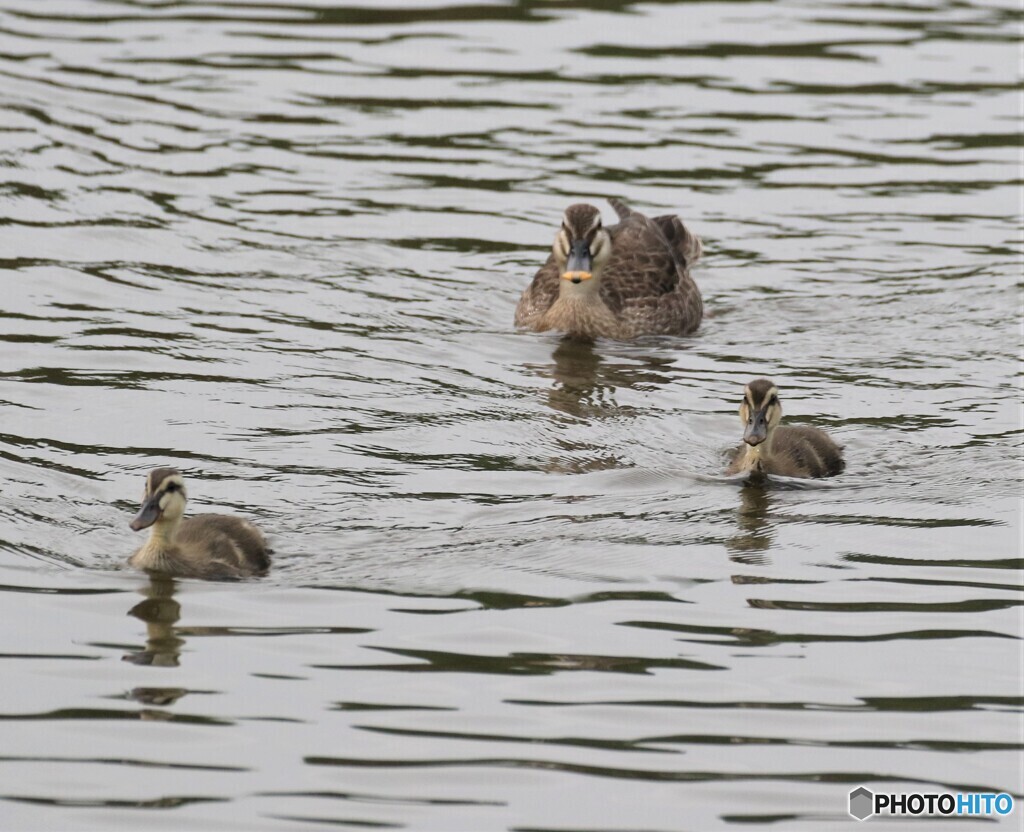 三角形かな？。