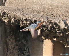 カワセミさん。