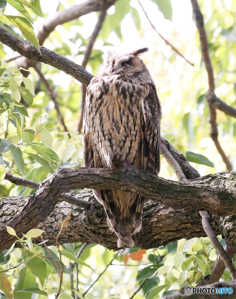 トラフズクさんの親。①