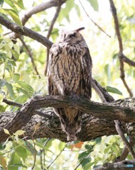 トラフズクさんの親。①