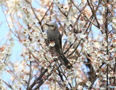 ヒヨドリさんに白梅。