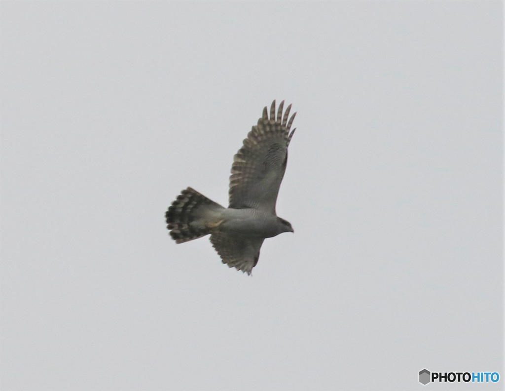 オオタカさん。