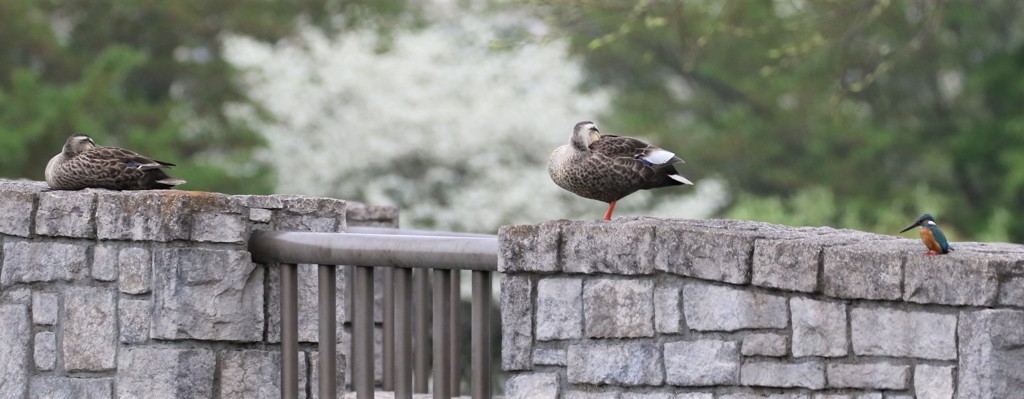 カワセミくんとカルガモさん。