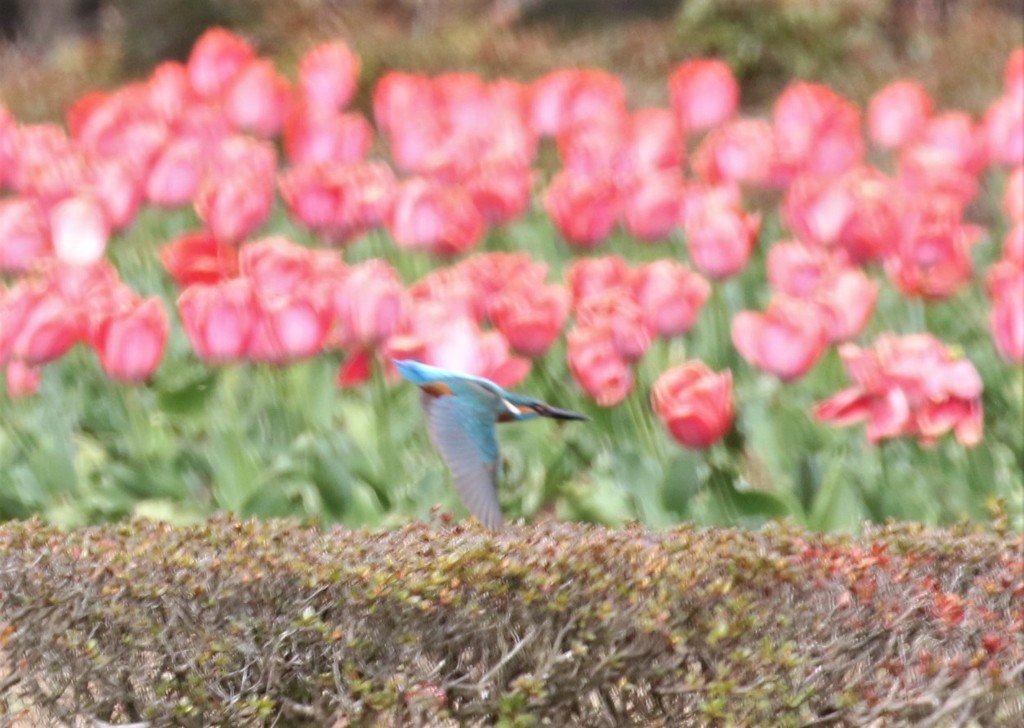 カワセミさん。