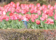 カワセミさん。