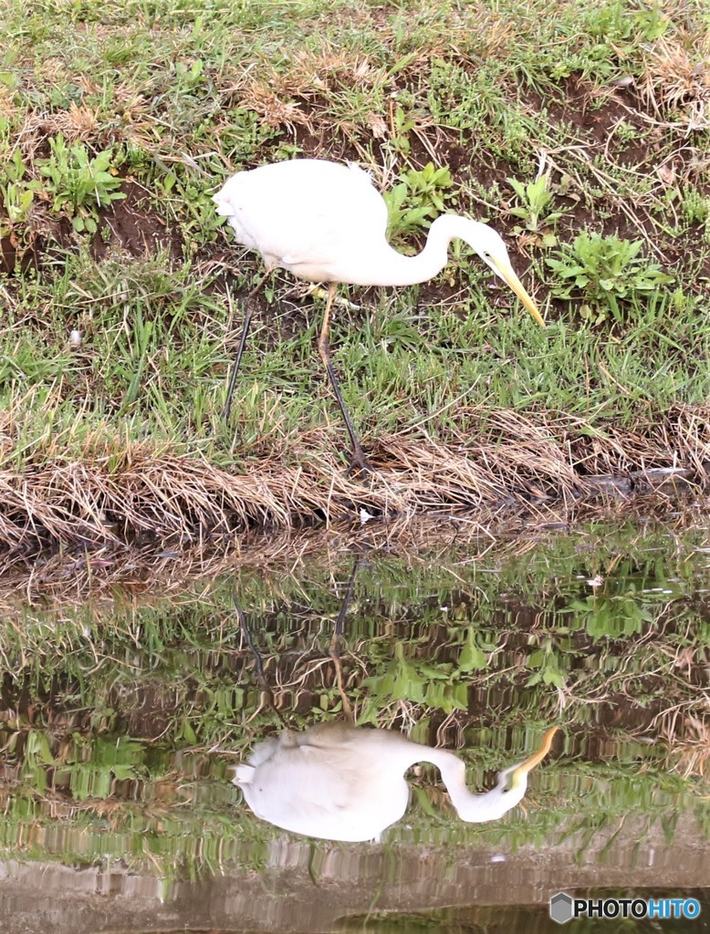 ダイサギさん。①