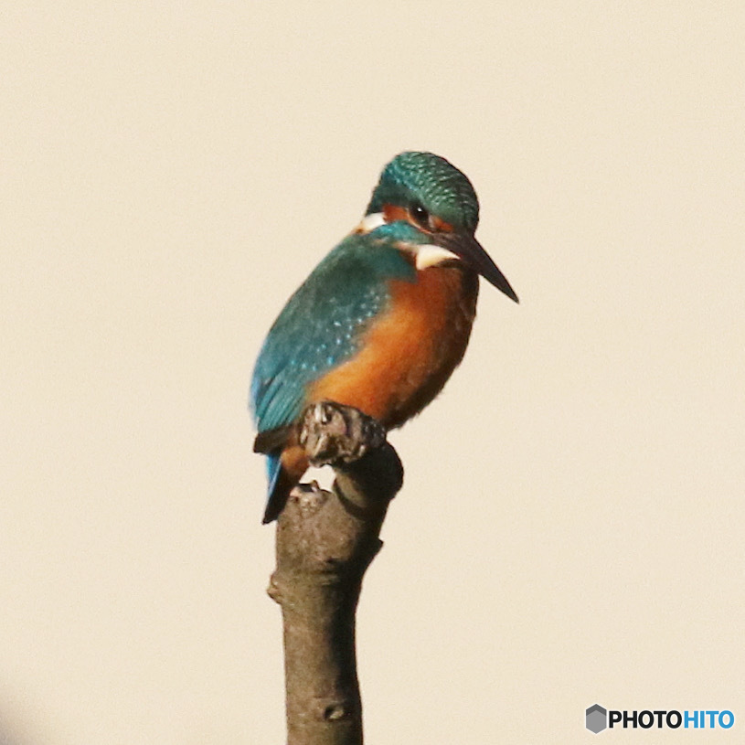 カワセミさん。