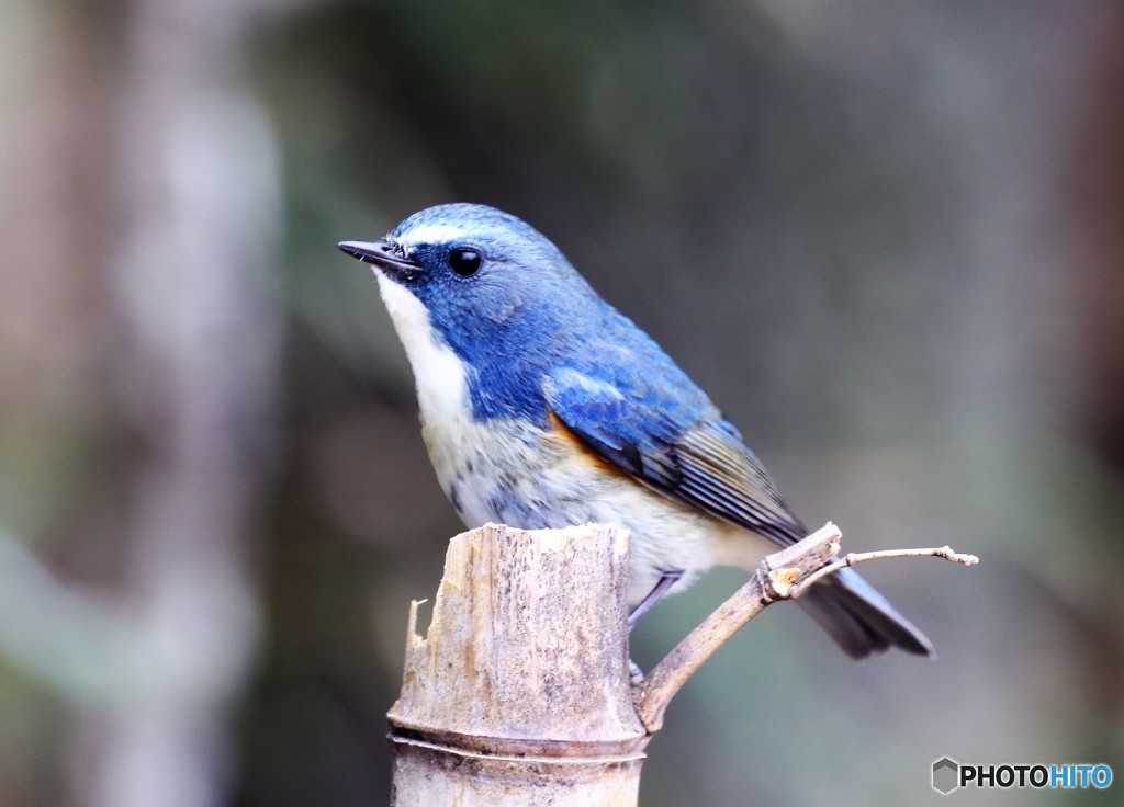 ルリビタキくん。