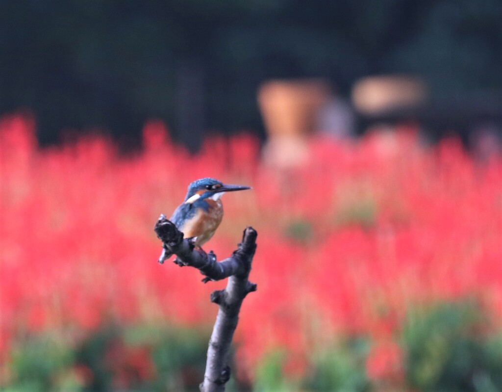 カワセミさん。