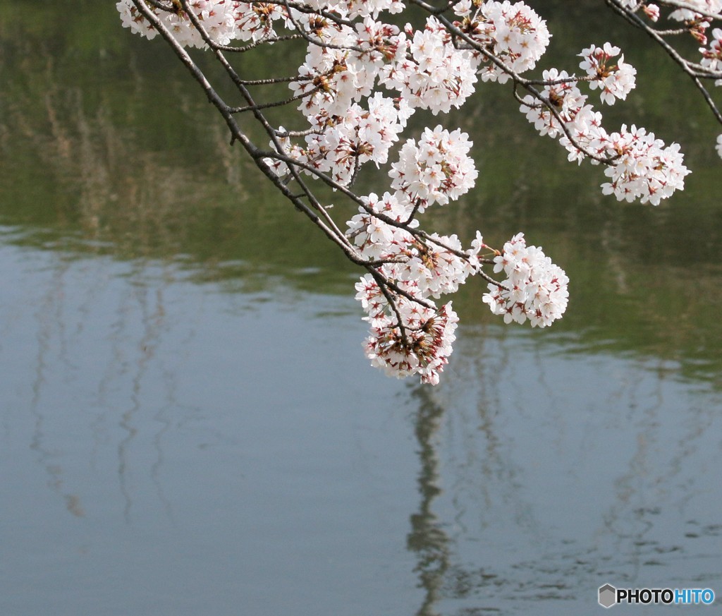 サクラと小川。