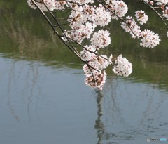 サクラと小川。