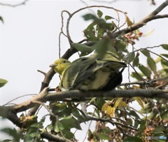 アオバトさん。