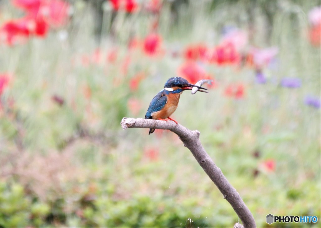 カワセミさん。