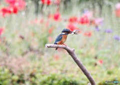 カワセミさん。