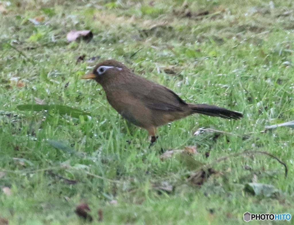 ガビチョウさん。