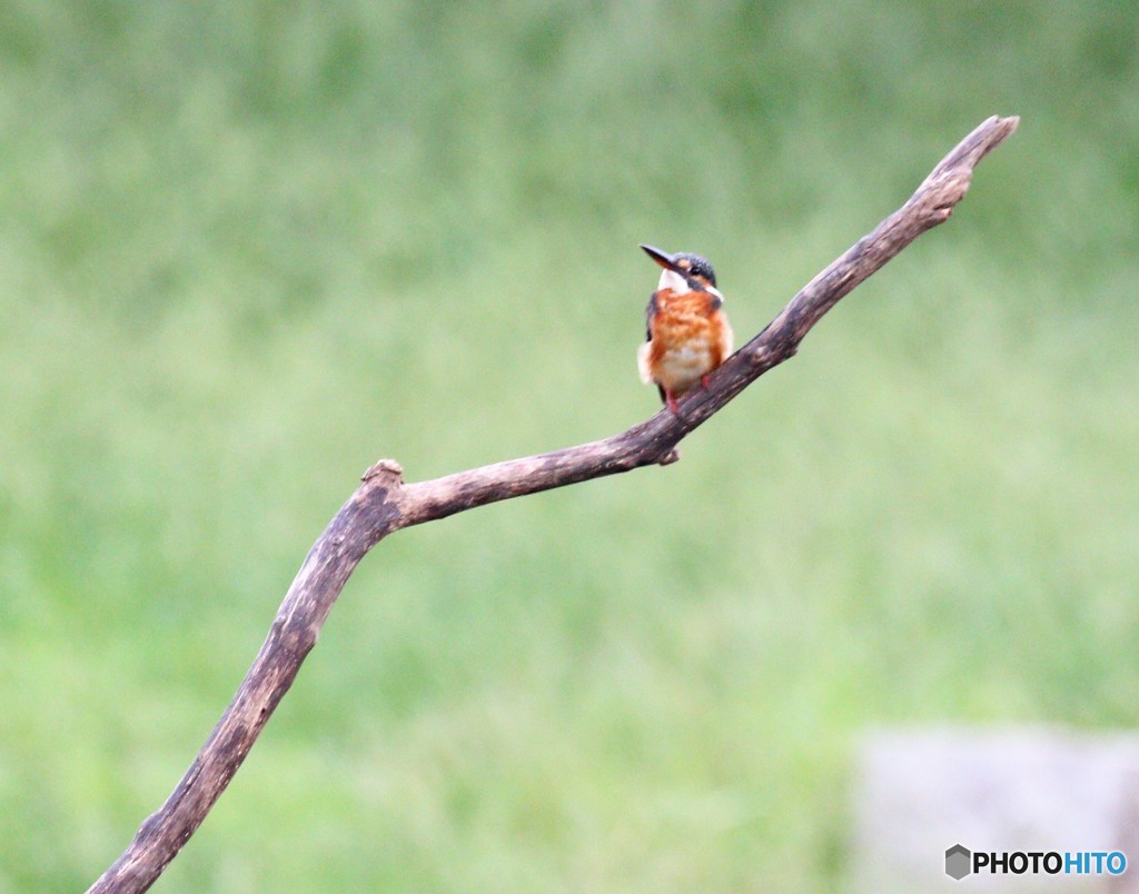 カワセミさん。