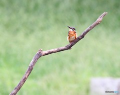 カワセミさん。