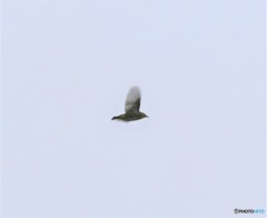 メジロさんかな・・・