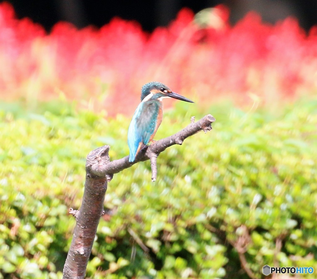 サルビア・カワセミ。