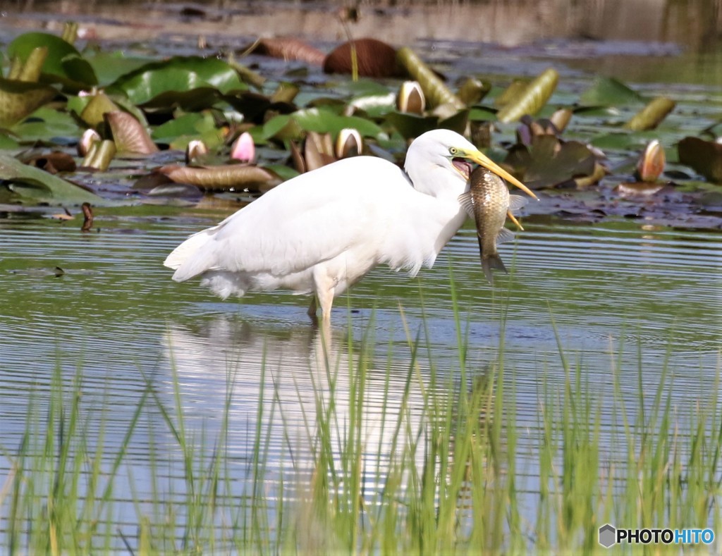 ダイサギさん・食事中。