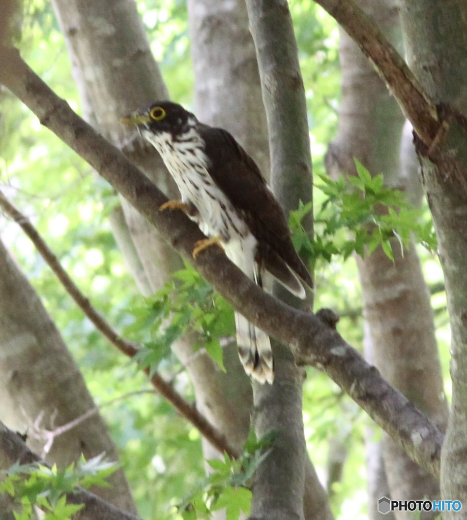 ジュウイチさんの若鳥。②