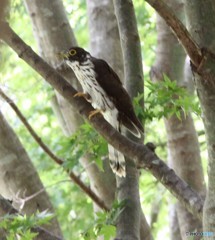 ジュウイチさんの若鳥。②