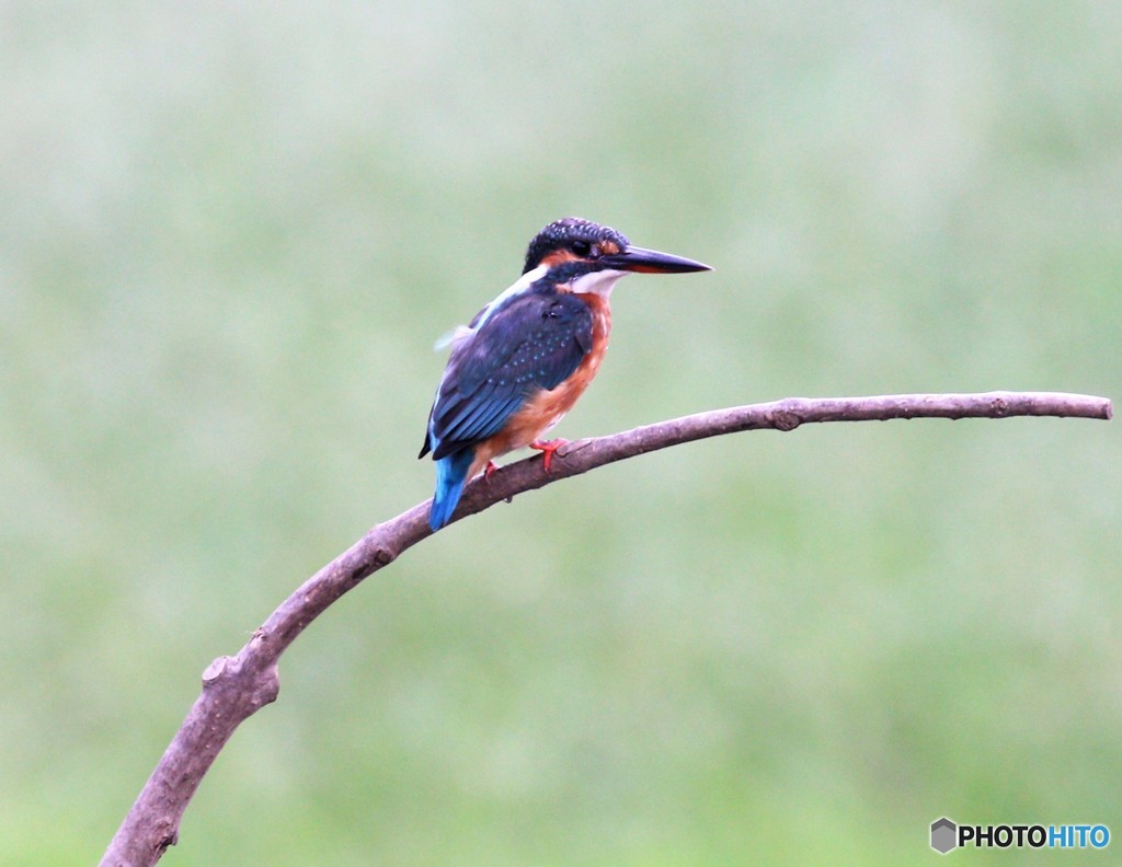 カワセミさん。