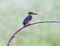 カワセミさん。