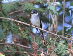 リュウキュウサンショウクイさん。