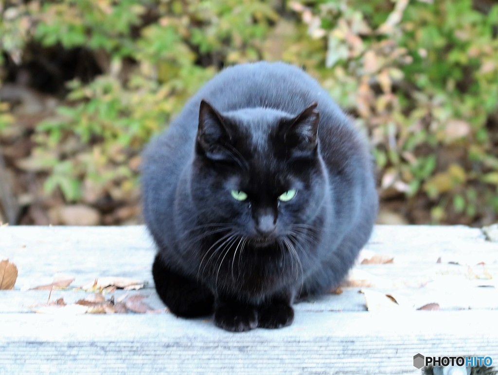 公園のネコさん。④