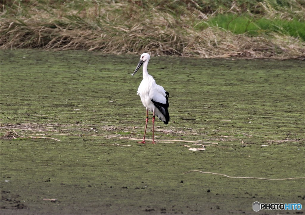 コウノトリさん。１羽目