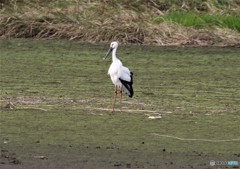 コウノトリさん。１羽目