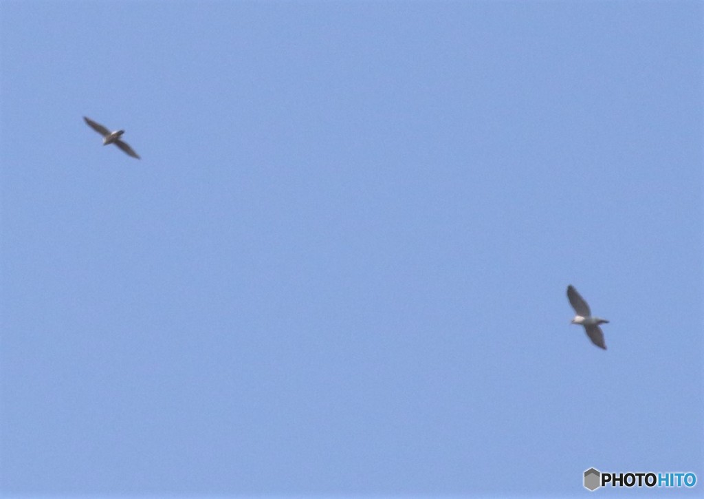 ハイタカさんのペアー