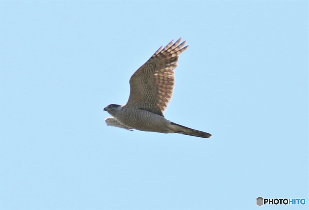 オオタカくん。